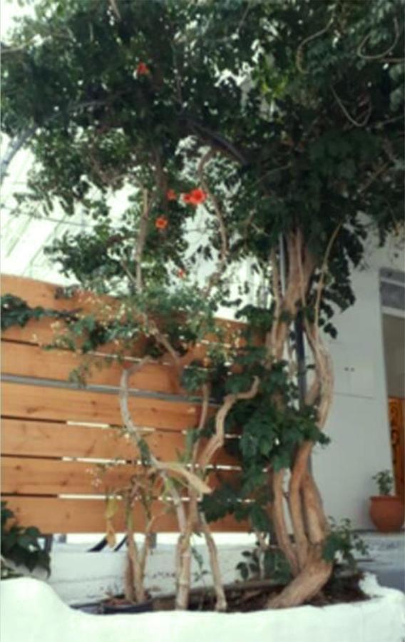 Despina garden view Appartement Agia Galini Buitenkant foto